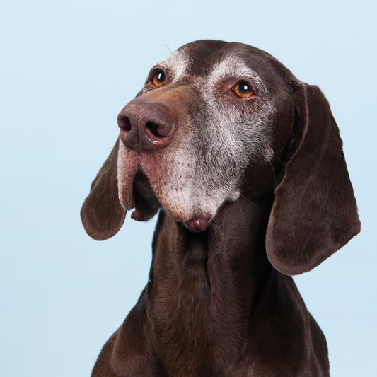¿Sabías que los perros senior también pueden sufrir de demencia canina?