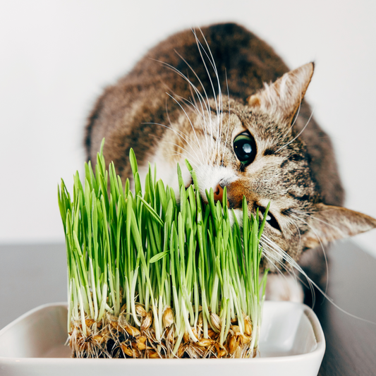Catnip: El Secreto de la Felicidad Felina
