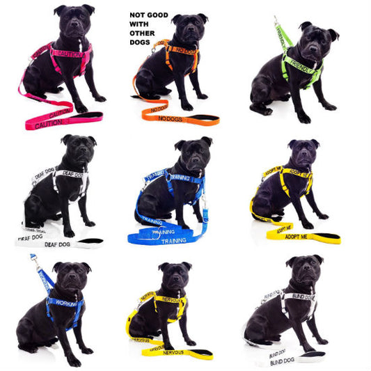 Los perros en Corea del Sur: cultura, respeto y un lenguaje de colores
