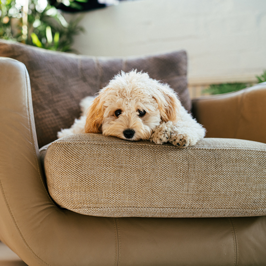 ¡Llegó marzo! Cómo hacer que tu mascota no te extrañe demasiado