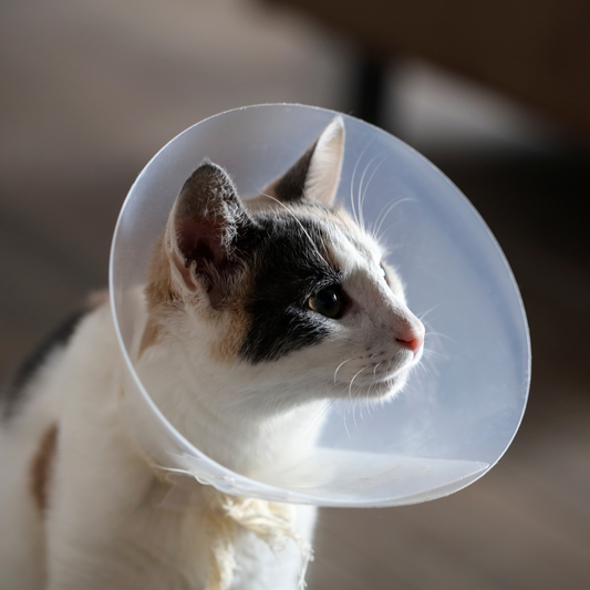 Castración en mascotas: mitos, beneficios y lo que debes saber
