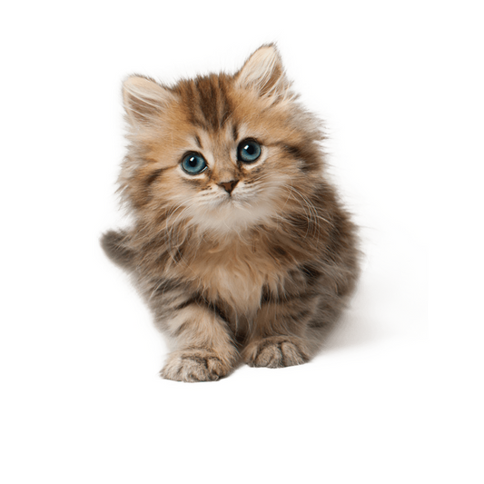 Gatos Cachorros: Qué Hacer y Qué No Cuando Son Pequeños