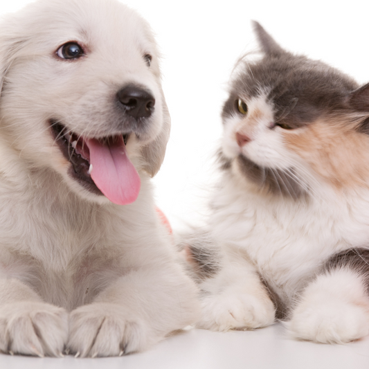 golpes-calor-mascotas