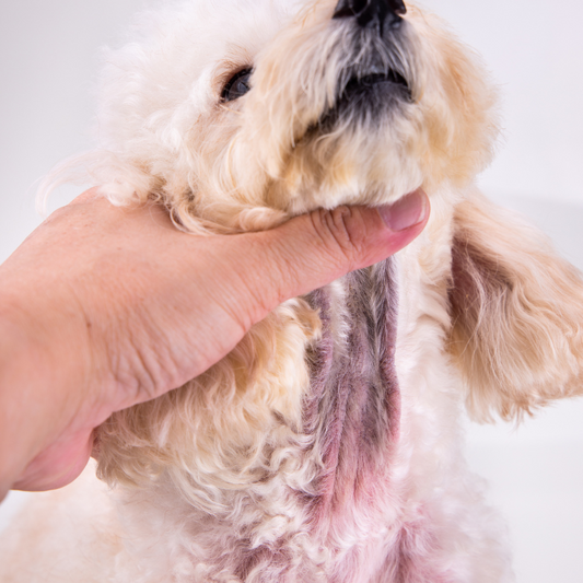 Alergias Alimentarias en Mascotas: Síntomas, Cuándo Prestar Atención y Consultar al Veterinario