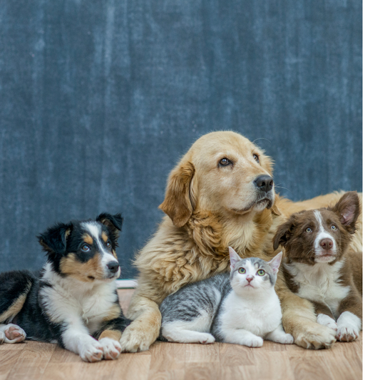La Importancia de Desparasitar a Nuestras Mascotas: Salud y Bienestar en Cada Etapa