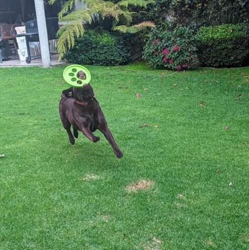 Frisbee para perros