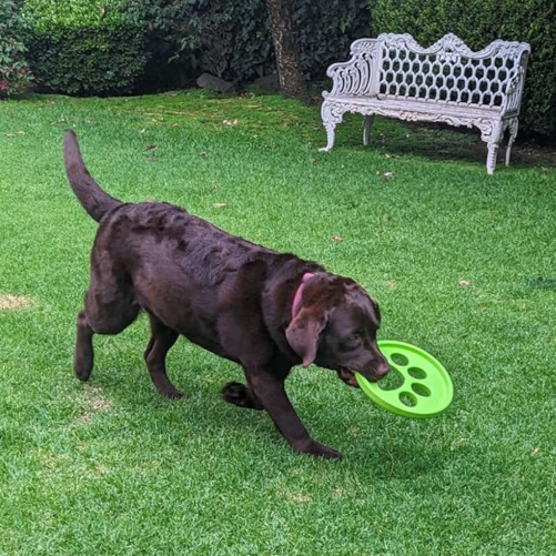 Frisbee para perros