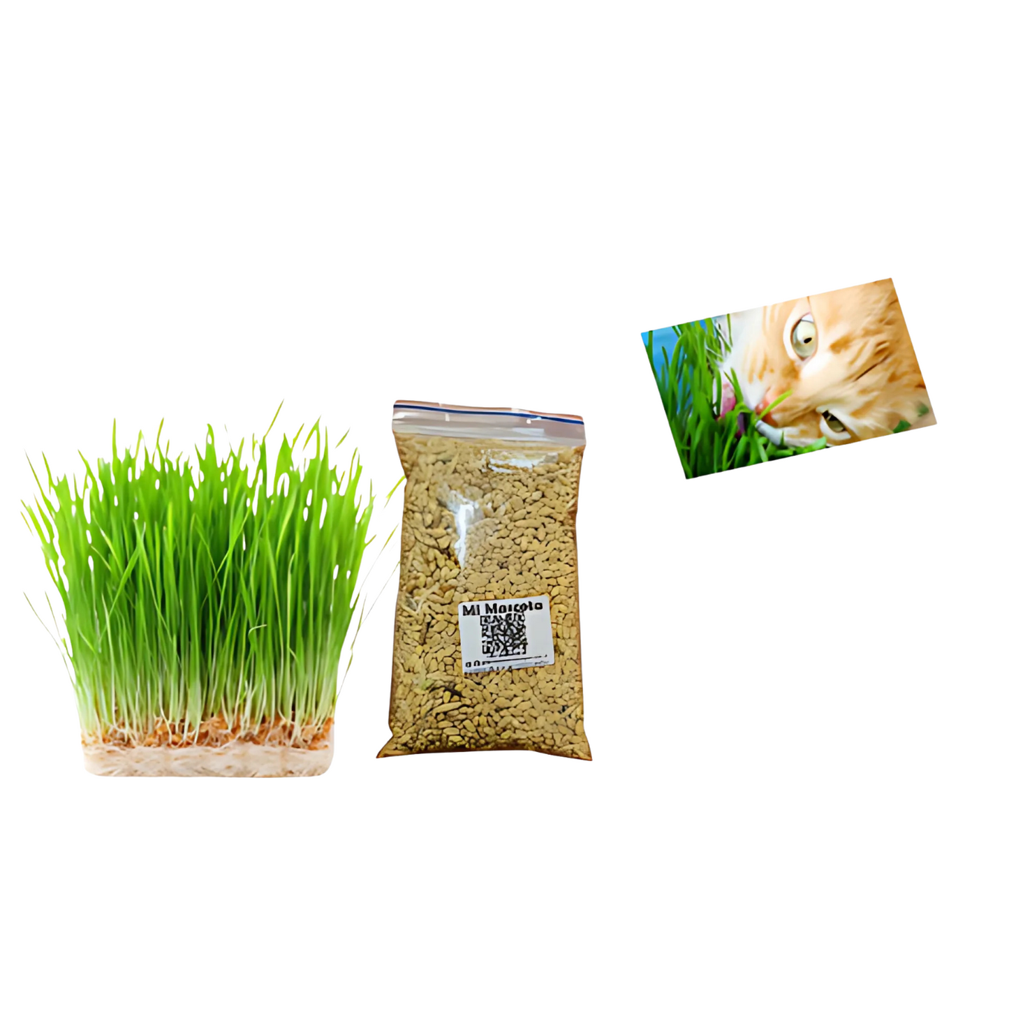 Semillas de hierba gatera