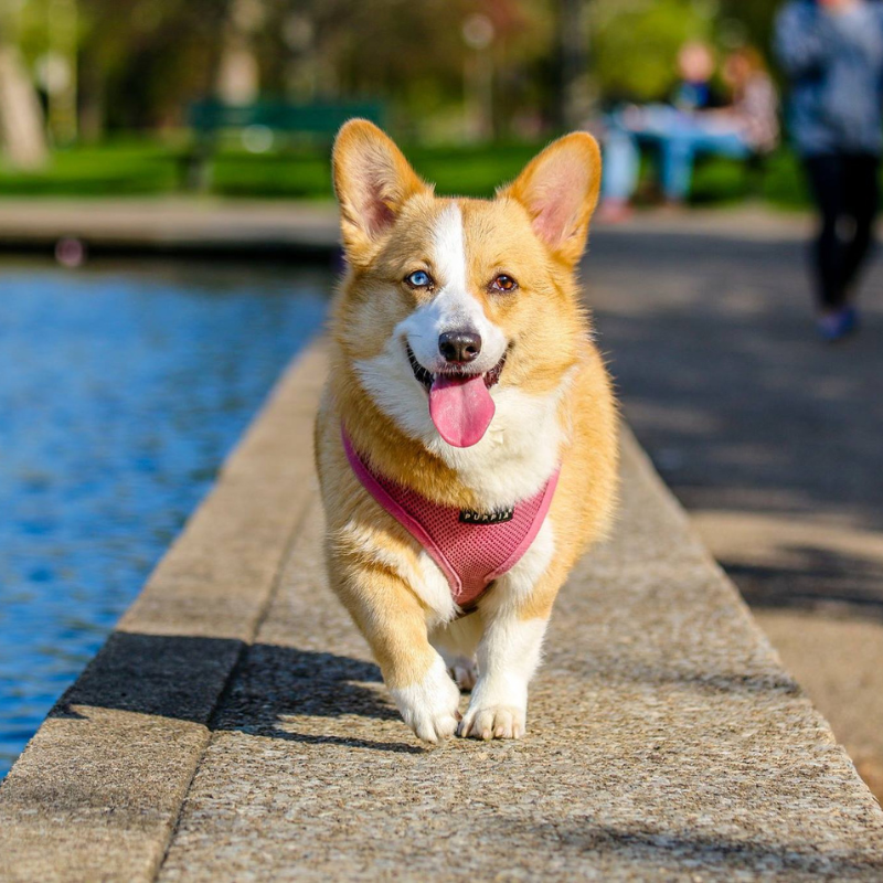 Cómo Mantener a Tu Perro Feliz y Saludable: Consejos de Nutrición y Ejercicio