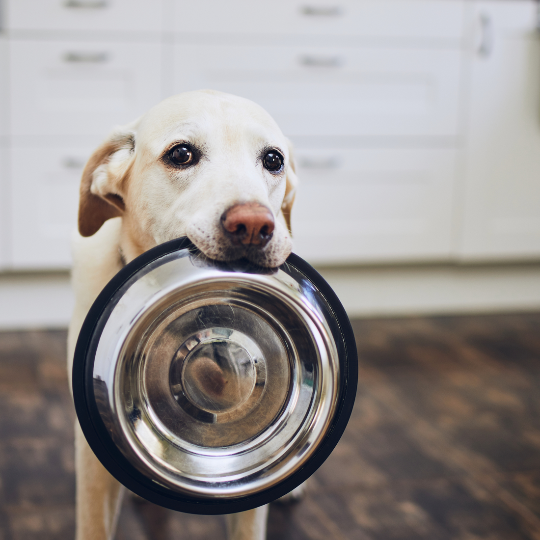 Alimentación para tu perro: La importancia de una comida balanceada