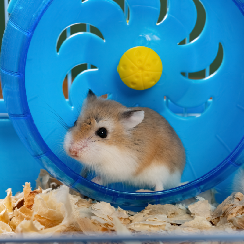 Ideas de Entretenimiento para Hamsters: Mantén a Tu Pequeño Roedor Feliz y Activo