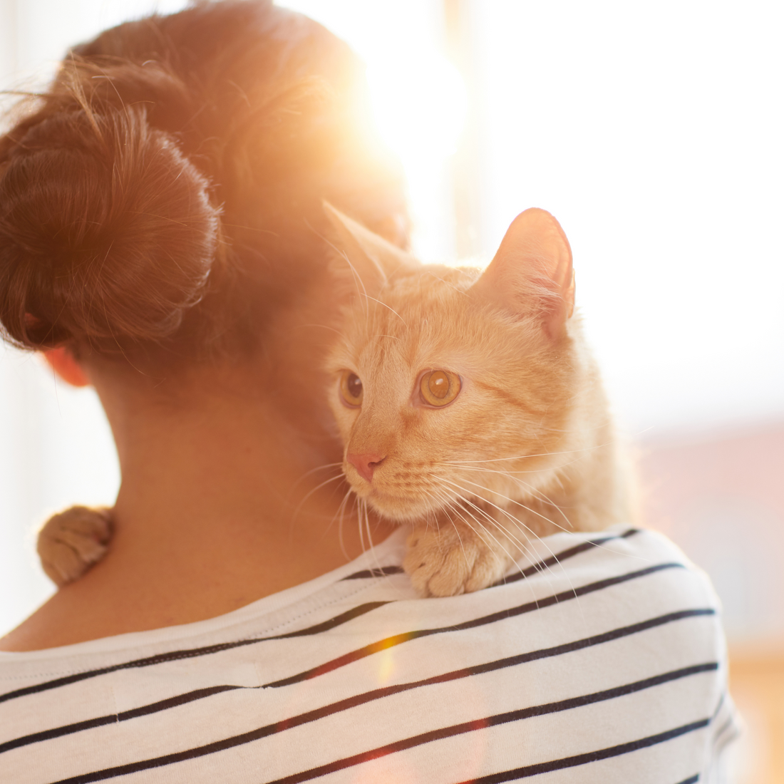 Los gatos y su papel en la prevención del estrés: ¿Cómo pueden ayudarte a reducir la ansiedad?