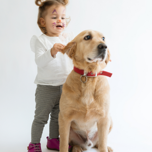 ¿Sabías que la inteligencia de los perros puede ser similar a la de un niño de 2 años? 🐶👶