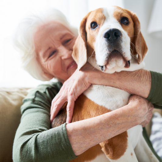 Cuidado de mascotas senior: Salud, alimentación y bienestar