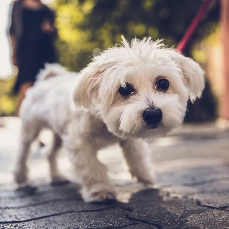 La Importancia de los Paseos para Nuestros Peluditos